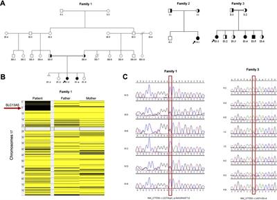 Clinical, radiological, and genetic characterization of SLC13A5 variants in Saudi families: Genotype phenotype correlation and brief review of the literature